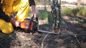 Best Lot and Land Clearing  in Orange, VA