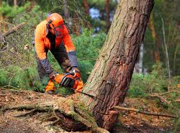 Best Tree Risk Assessment  in Orange, VA