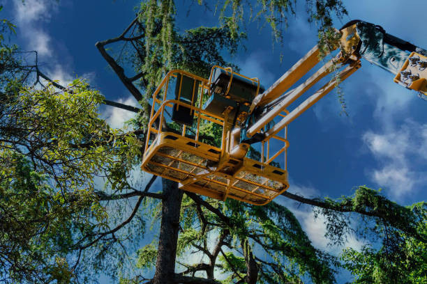 Best Seasonal Cleanup (Spring/Fall)  in Orange, VA