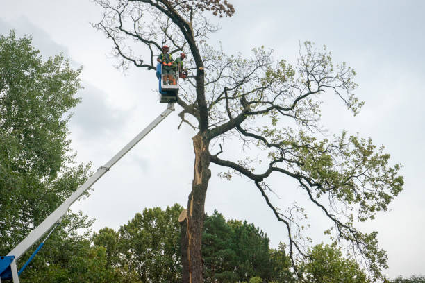 Best Tree and Shrub Care  in Orange, VA