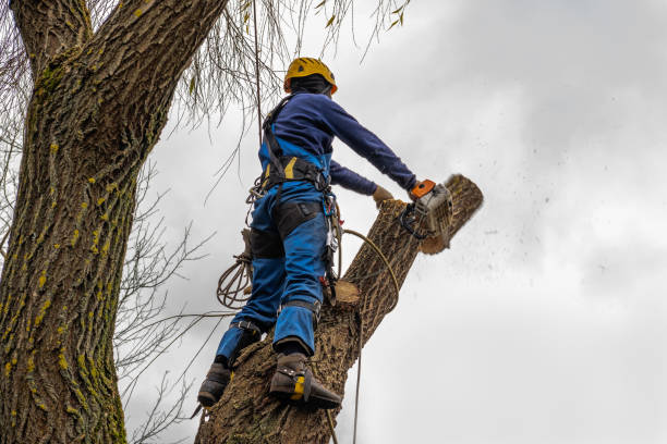 Best Storm Damage Tree Cleanup  in Orange, VA