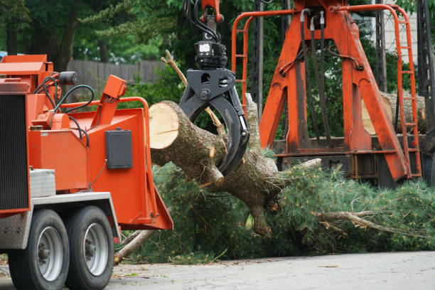 Seasonal Cleanup (Spring/Fall) in Orange, VA