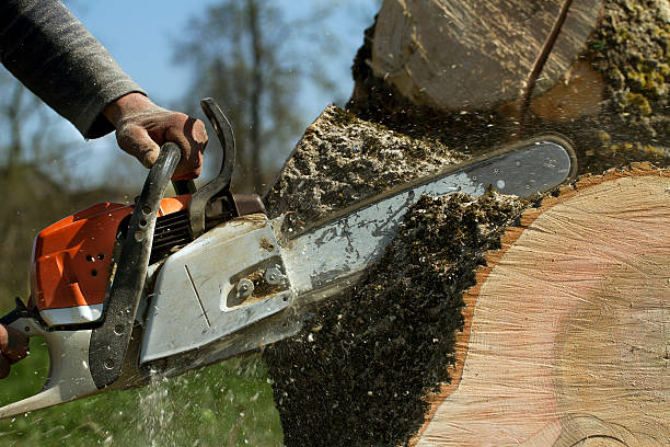 Best Tree Health Inspection  in Orange, VA